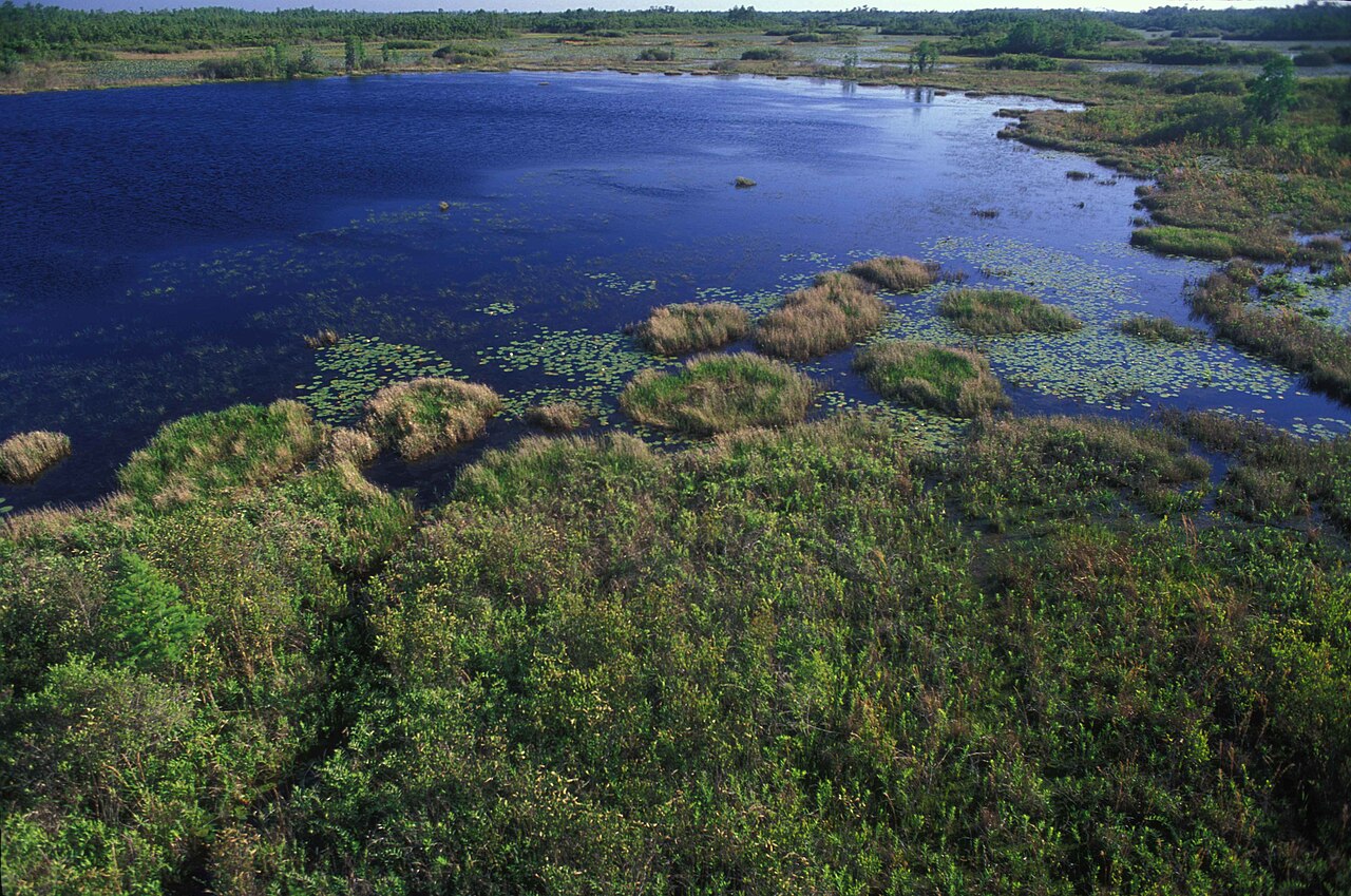 Army Corps Opens Comment on Permit to Fill 72 Acres of Wetlands for Four-Building Data Center Campus in Effingham County, Georgia